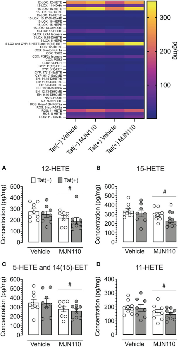 Quantification of striatal lipid mediators. Heatmap of all lipid mediators assessed (top). Summary data from significant findings (A–D). MJN110 treatment significantly decreased striatal 12-HETE (A), 15-HETE (B), 5-HETE/14(15)-EET (C), and 11-HETE (D). All data are expressed as mean ± the standard error of the mean (SEM). Statistical significance was assessed by ANOVAs followed by Tukey’s post hoc tests when appropriate; # p < 0.05 main effect of drug, b p = 0.023 vs. vehicle-treated Tat(−) mice. Individual subject data are represented by open circles.