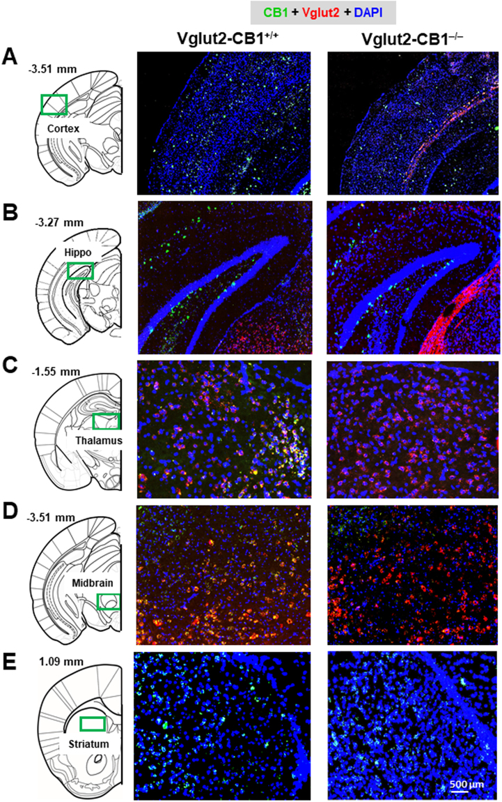 CB1 mRNA expression (by RNAscope) in different brain regions in WT (VgluT2-CB1 +/+) and VgluT2-CB1 −/− mice. Conditional CB1R deletion in VgluT2-CB1 −/− mice decreased CB1 mRNA expression (green) in cerebral cortex (A) and hippocampus (B), while abolished CB1 mRNA expression in subcortical regions such as thalamus (C) and midbrain (D), compared to their WT littermates. There is no significant difference in CB1 mRNA expression in striatum between the two strains of mice (E).
