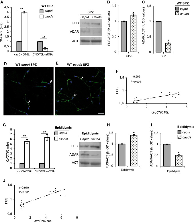 Differential analysis of circCNOT6L in WT caput and cauda SPZ and epididymal tissue. qRT-PCR detection of circCNOT6L and CNOT6L-mRNA expression levels (A and G); immunoblots and quantification of FUS (B and H) and ADAR (C and I) proteins in caput and cauda SPZ (A, B and C) and epididymal tissue (G, H and I) from WT adult mice (n = 3 different samples from three different mice in triplicate). In (A) and (G) data are reported as mean value of nfe ± SEM, using Actin as endogenous control, while in (B), (C), (H) and (I), FUS and ADAR amount was quantified by densitometry analysis, normalized against Actin (ACT) signals, expressed as fc of OD values and reported as mean value ± SEM. *P < 0.05, **P < 0.01. Immunofluorescence analysis of FUS protein in WT caput and cauda SPZ (D and E). White empty arrowheads and white full arrowheads represent FUS localization (FITC-green) in sperm head and tail, respectively. Nuclei were labeled with DAPI (blue). Scale bar: 20 µM. Correlation analysis (F and J) between circCNOT6L and FUS expression values relative to caput and cauda SPZ (F; r = 0.905, P < 0.001) and epididymal tissue (J; r = 0.910, P < 0.001) of WT mice regardless of the epididymal region