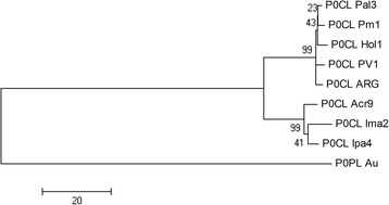 Neighbor joining phylogenetic tree of the cotton leafroll dwarf virus isolates used in the study. Tree was constructed based on P0’s amino acid sequence alignments. Numbers above the lines indicate the bootstrap scores with 1,000 replicates. Scale bar represents genetic distance. The Australian isolate of PLRV P0 was used as outgroup