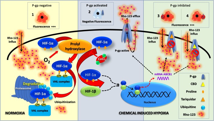 Chemical hypoxia induction. This scheme summarizes the HIF-1 molecular pathway under normoxia and chemical-induced hypoxia; this also shows an interpretation of Rho-123 efflux assay results. Under normoxia, P-gp is absent and a negative result of Rho-123 efflux assay is shown as an increased fluorescence (1). Since the chemical hypoxia is induced, a stabilization of HIF-1 leads to a P-gp overexpression; thus, a positive result of Rho-123 efflux assay is related to a decreased fluorescence (2). The inhibition of P-gp activity (with TQ or CBD—3 and 4, respectively) correlates with an increase in fluorescence.