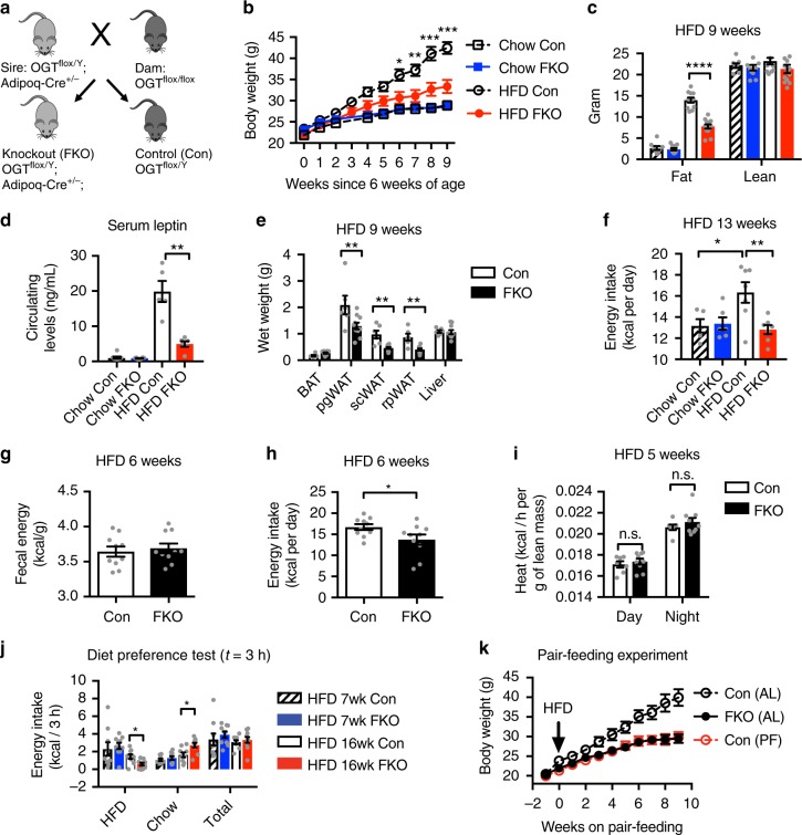 Adipocyte OGT drives diet-induced hyperphagia and obesity. a Genetic cross scheme. b Growth curves and c body composition of adipocyte-specific OGT knockout mice (FKO) and littermate control mice (Con) on chow (n = 8 (Con, dashed line with empty square/stripped bar) or 11 (FKO, blue line/bar)) or HFD (n = 11 (Con, dashed line with empty circle/empty bar) or 13 (FKO, red line/bar)). d Circulating levels of leptin and e wet tissue weights in male Con (n = 6) and FKO (n = 6) mice fed HFD for 9 weeks, or age-matched Con (n = 8) and FKO (n = 8) mice fed chow. BAT, interscapular brown adipose tissue. White adipose tissues include depots from perigonadal (pg), subcutaneous (sc), and retroperitoneal (rp) regions. f Energy intake of male mice on HFD (n = 7 per genotype) or Chow (n = 5 (Con) or n = 6 (FKO)) for 13 weeks. g Fecal energy content. h Daily energy intake. Male Con (n = 10) and FKO (n = 10) mice fed HFD for 6 weeks. i Energy expenditure of 5-week HFD-fed male Con (n = 7) and FKO (n = 9) mice. j Energy intake in a two-choice diet preference test. Male Con (n = 9) and FKO (n = 10) mice have been fed HFD for 7 or 16 weeks. k Growth curves of HFD-fed mice. Con (AL, ad libitum, n = 11), Con (PF, pair-fed to littermate FKO, n = 7), FKO (AL, n = 7). Data were presented as mean ± s.e.m. *P < 0.05, **P < 0.01, ***P < 0.001, ****P < 0.0001, post hoc Sidak’s tests (b (HFD Con vs. HFD FKO), i, k (Con PF vs. FKO AL)), Tukey’s tests (c, d, f), or two-tailed Student’s t-test (e, g, h, j)