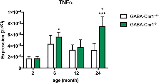 Hippocampal expression of TNFα.The age-related increase in expression is exacerbated in GABA-Cnr1+/+ mice. + p < 0.05 significantly different compared to GABA-Cnr1+/+ mice from the same age group. * p < 0.05; *** p < 0.001 significantly differs from 2-month-old mice with the same genotype. (n = 10–18 per age and genotype). Columns represent mean values, error bars standard error of means (SEM).