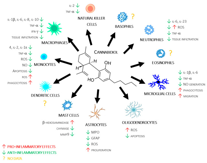 CBD’s molecular structure, along with a summary of its reviewed actions on different immune cells.