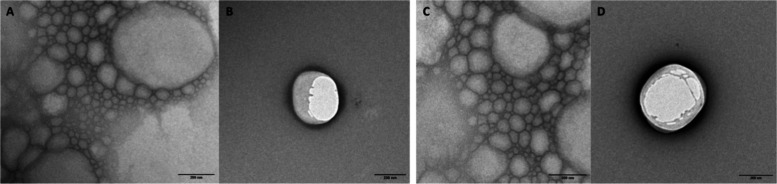TEM micrographs of NLC formulations without PTX (NLC–CBD, A, B) and with PTX (NLC–CBD-PTX, C, D). Magnifications: 18,500× (A, C) and 23,000× (B, D).