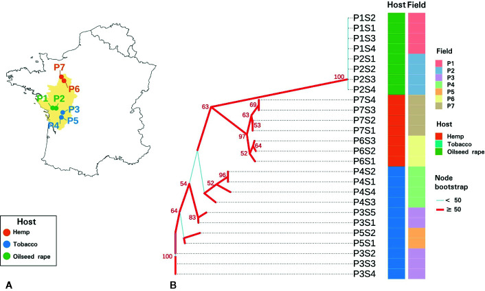 Sampling and genetic characteristics of seed samples. (A) Map of the seven sampled P. ramosa plots in western France. (B) Neighbor joining phylogenetic tree of parasitic seeds lots based on Bruvo genetic distances measured on sequence repeats marker (SSR) triplicate consensuses. Plots and hosts of sampling are indicated in column. Branches with a bootstrap higher than 50 are indicated in red while branches with a bootstrap inferior than 50 are indicated in light blue.
