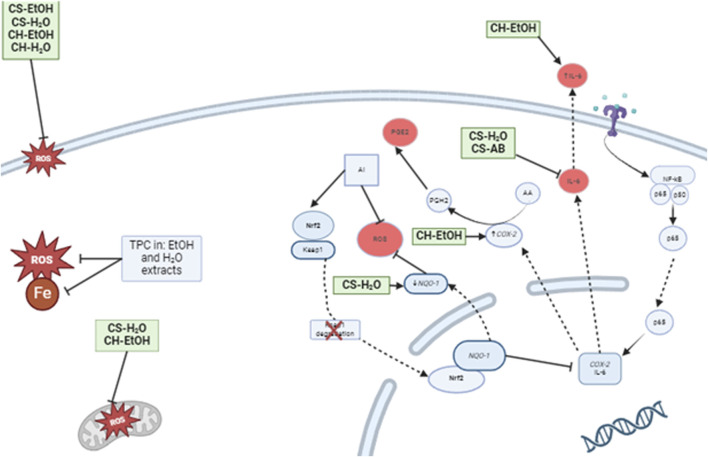 Proposed model of the effects of Cannabis root extracts on anti-inflammatory and antioxidant responses of LPS activated immune cells. CS-H2O and CS-AB reduced the IL-6 concentration, while CH-EtOH increased it. Additionally, CS-H2O was found to decrease the relative expression of NQ O -1, while CH-EtOH increased COX-2 expression. On the cell membrane, the extracts, except AB, inhibited lipid peroxidation, and the total polyphenol content (TPC) of AB extract exhibited radical-scavenging properties and iron chelation. Furthermore, CS-H2O and CH-EtOH extracts protected immune cell mitochondria from ROS induced by hydrogen peroxide. (CH, hydroponic culture, CS, soil culture, EtOH, ethanol extraction, H2O, Water extraction, AB, acid-base extraction). The figure was created with BioRender.com. In addition to antioxidant activity, we tested the impact of our extracts on inflammation. In vivo, an inflammatory state is characterised by the presence of pro-inflammatory cytokines such as TNF-α and interleukin-6 (IL-6). Therefore, it is interesting to observe a reduction in IL-6 production by THP-1 cells in response to two extracts, CS-H2O and CS-AB, which do not appear to act through the Nrf2 signalling pathway. Our results are consistent with the study of Lima, (Lima et al., 2021), where an aqueous extract from Cannabis roots demonstrated an anti-inflammatory effect in mouse inflammation models, suggesting that the observed effect was related to a reduction in vascular extravasation and inflammatory cells migration. Another study, conducted by (Menezes et al., 2021), demonstrated an anti-inflammatory response in mouse lungs following treatment with an aqueous extract of Cannabis roots, with a reduction in the total number of leukocytes in bronchoalveolar fluids. This reduction is also likely related to a decrease in vascular extravasation. Future studies could test this hypothesis by treating endothelial cell cultures with Cannabis root extracts, followed by an assessment of the vascular permeability as an indication of extravasation potential. In the realm of anti-inflammatory action, it is interesting to note that the results of our extracts are promising and consistent with literary citations.