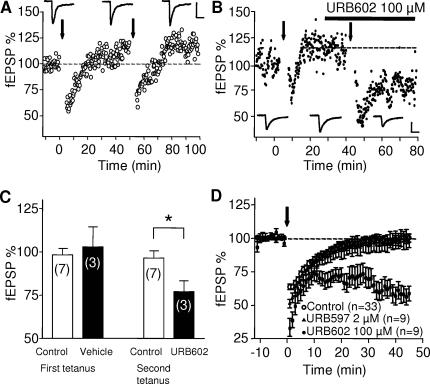 Role of 2-AG in eCB-LTD LTD in the PrPFC.(A) Typical experiment showing that a 5 min stimulation at 10 Hz is sub threshold to induce LTD, even when applied two consecutives times. Calibration bars: x: 10 ms, y: 0.2 mV. (B) Representative experiment showing that 5 min at 10 Hz can induce LTD when applied after bath perfusion with URB 602 (100 µM). Traces were taken at the time indicated on corresponding graph. Calibration bars: x: 10 ms, y: 0.2 mV. (C) Summary bar histogram of all the experiments performed where the first tetanus was given in saline and the second tetanus was given after bath perfusion of URB602. LTD was induced only when URB was present (t-test, p = 0.0271). (D) Averaged time courses of the experiments in which the 5min at 10Hz protocol was given in control ACSF (open circles) of after pre-treatment with URB597 (2 µM, black triangles) or URB602 (black circles).