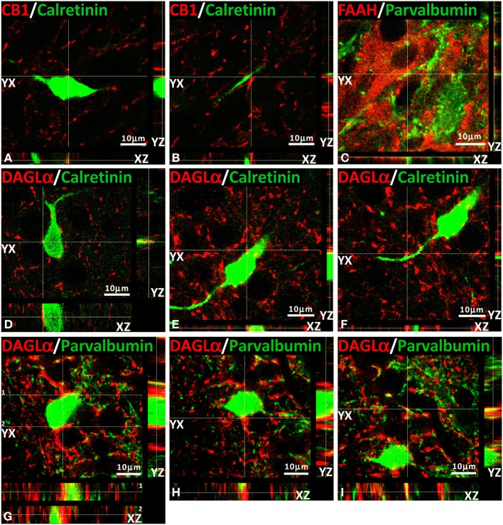 Orthogonal sectioning views. Selected z-scanning series of images showing double immunofluorescence (red and green) of CB1, FAAH, DAGLα, calretinin, and parvalbumin. To analyze the labeling from different orientations, it is represented the three planes of view for one point, as was indicated by the crossed dashed lines (YX plane, YZ plane, and YX plane).