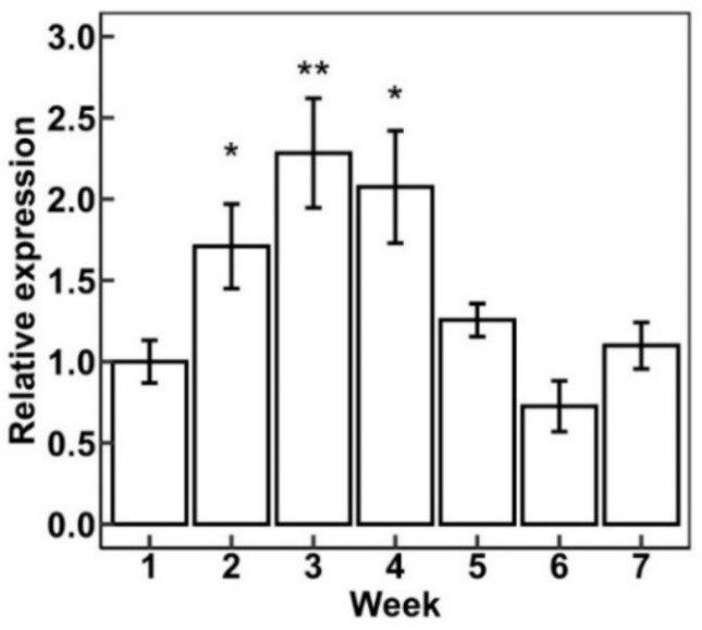 Expression pattern of Cannabis HDG5 (XP_030501222.1) during Stormy Daniels (SD) flower maturity stages. The ∆∆CT method was used for calculations. X-axis refers to weeks after the change from 18 h: 6 h light to 12 h: 12 h light. Data are presented as means ± SE (n = 4). Means separation between expression at various times during flower development as compared to expression at week one was evaluated using Student’s t-test; * indicates p < 0.05, and ** indicates p < 0.01.