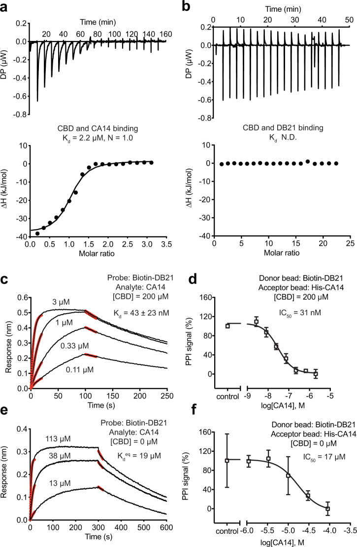 Quantitative analysis of CBD dual-nanobody sensor.a, b CBD binding to CA14 and DB21 measured by isothermal titration calorimetry (ITC). Source data are provided as a Source Data file. c, e BioLayer interferometry (BLI) measurements of CA14 and DB21 interaction in the presence and absence of CBD at a saturating concentration. Black lines represent the kinetics of association and dissociation of CA14 with biotinylated DB21 immobilized on the probe. Red lines represent curve fitting at the initial phase of association and dissociation. For CA14–DB21 interaction without CBD, there was a discrepancy between the Kd values determined by kinetics (3.0 ± 0.8 μM) and equilibrium measurements. The latter is consistent with the result obtained in AlphaScreen assays. Kd, dissociation constant. Source data are provided as a Source Data file. d, f AlphaScreen competition assays for assessing DB21 binding to CA14 with and without CBD. Data were presented as mean ± s.d. of n = 3 biologically independent samples. IC50, half-maximum inhibitory concentration. Source data are provided as a Source Data file.