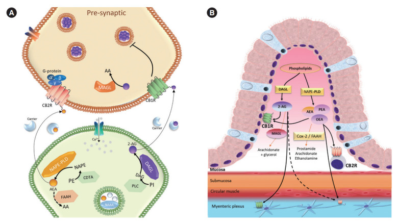 Schematic representation of endocannabinoid metabolic pathways. (A) Synthesis of the endocannabinoid system (ECs) and enzymes enrolled in endocannabinoid hydrolysis in neurons; (B) overall representation of synthesis and degradation of endocannabinoids in the gastrointestinal tract (GI) tract. The cannabinoid receptor 1 (CB1R) is expressed in mostly all the GI tract, especially in the colon, where it can be found in epithelial cells, smooth muscle, and submucosal–myenteric plexus [135]. Although cannabinoid receptor 2 (CB2R) expression is found in immune cells, such as lymphocytes and antigen-presenting cells (APCs), it can also be found in the enteric nervous system [62,136]. The endocannabinoid precursors are produced by the remodeling of phospholipids and will be produced on demand. N-acyl-phosphatidylethanolamine-selective phospholipase D (NAPE-PLD) is responsible for the synthesis of ECs such as anandamide (AEA), oeoylethanolamide (OEA), and palmitoylethanolamide (PEA); and diacylglycerol lipase (DAGL) will lead to 2-arachidonyl glycerol (2-AG). The catabolism of these first ECs will be mediated by fatty acid amide hydrolase (FAAH), expressed through the GI tract, but it can also occur by other enzymes such as cyclooxygenase 2 (COX-2). 2-AG is mainly catabolized by monoacylglycerol lipase (MAGL), and this enzyme is expressed from the epithelium to the muscle layers and enteric neurons [24,137]. AA, arachidonic acid; NAAA, N-acylethanolamine acid amide hydrolase; PLC, phospholipase C; DAG, diacylglycerol; PI, phosphatidylinositol; CDTA, calcium-dependent transacylase; PE, phosphatidylethanolamine.