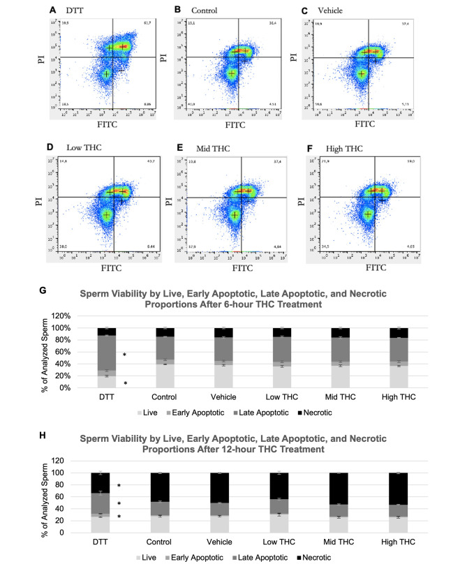 Sperm viability characteristics following THC-treatment. Effects of therapeutic (low THC) and recreational (mid and high THC) concentrations of THC on viability. Representative density plots of sperm in the (A) Dithiothreitriol (DTT) or apoptosis positive control group, (B) control group, (C) vehicle group (0.01% ethanol), (D) low THC group (0.032 µM THC), (E) mid THC group (0.32 µM THC), and (F) high THC group (3.2 µM THC). In each plot, the bottom left quadrant (PI and FITC negative) represent live sperm, the top left quadrant (PI positive, FITC negative) represent necrotic sperm, the top right quadrant (PI positive, FITC positive) represent late apoptotic sperm, and bottom right quadrant (PI negative, FITC positive) represent early apoptotic sperm. Average percentage of live, early apoptotic, late apoptotic, and necrotic proportions of sperm following (G) 6- and (H) 12-hours of treatment. PI, propidium iodide; FITC, Annexin V-FITC. Error bars represent ± SEM, n = 4. Asterisk (*) indicate p < 0.05