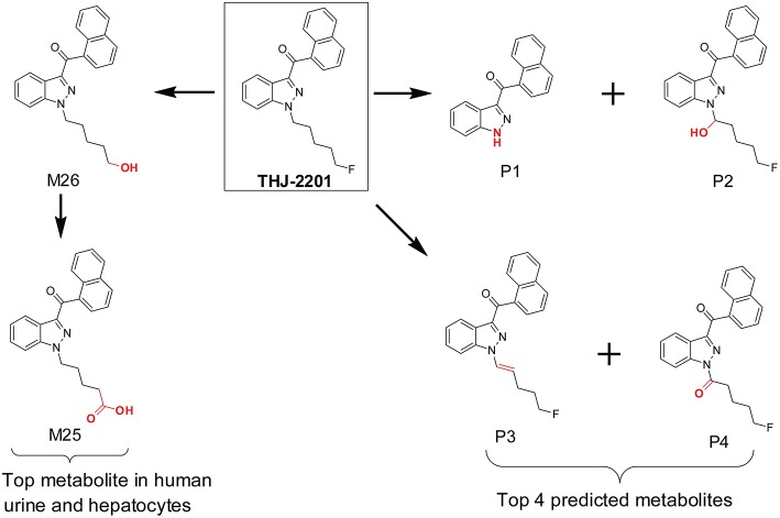 In silico predicted THJ-2201 metabolites vs. its major metabolites observed after hepatocytes incubation and in human urine after THJ-2201 intake.