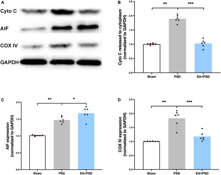 EA treatment ameliorated the mitochondrial dysfunction produced by PSD. (A) Representative images of western blot bands of cytochrome C and COX IV protein. (B–D) Quantitative changes in cytochrome C (B), AIF (C) and COX IV (D) in the hippocamps (n = 6, **P < 0.01).