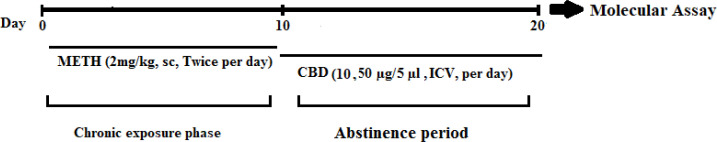 Schematic illustration of the experimental protocolRats were treated with methamphetamine (2mg/kg twice a day) or its vehicle (saline) for 10 days. that, the effects of intracerebroventricular administration of cannabidiol (10, 50 μg/5 μL) or vehicle (dimethyl sulfoxide) during the 10–20-day time of abstinence. After the accomplishment of the experiment, the rats were sacrificed and their hippocampus tissues were removed for molecular assay.