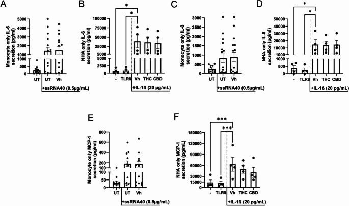 Astrocytes are the major contributors of inflammatory factors in TLR8-activated cocultures. (A,C, E) Primary human CD16+ monocultures and (B, D, F) primary human astrocyte monocultures were cultured in parallel at the same density as conducted in coculture conditions. (A, C, E) Monocytes were either untreated, activated with ssRAN40 (0.5 µg/mL), or activated with ssRNA40 in combination with vehicle (0.03% ethanol; Vh). (B, D, F) Astrocytes were either untreated, treated with ssRNA40 (10 µg/mL), activated or activated with recombinant IL-1ß in combination with Vh, THC or CBD (10 µM). (A-F) After a 22 hr incubation, supernatant IL-6, IL-8, and MCP-1 were quantified by ELISAmax™. These graphs represent the unnormalized concentrations of each mediator. Asterisks denote statistically significant differences from the unstimulated control (*p < 0.05, **p < 0.01) as determined by repeated measures one-way ANOVA with Tukey's post hoc test. All graphs show the mean ± S.E.M. (A-F). (n = 12 monocyte donors, n = 2 astrocyte donors with 2 experimental replicates each)