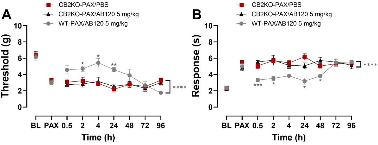 Analgesic efficacy of CB2-specific antibody AB120 is absent in global CB2 knock out mice (CB2KO). AB120 (5 mg/kg, i.p.) attenuated (A) mechanical and (B) cold hypersensitivity in female wild type (WT), but not CB2KO mice. Data show mean (± SEM) (n=5). Two-way ANOVA followed by Bonferroni’s post hoc test. Interaction between time points and treatment effect: *P<0.05, **P<0.01, ***P<0.001 WT-PAX/AB120 vs. CB2KO-PAX/AB120. Brackets (main treatment effect): ****P<0.0001 WT-PAX/AB120 vs. CB2KO-PAX/AB120.