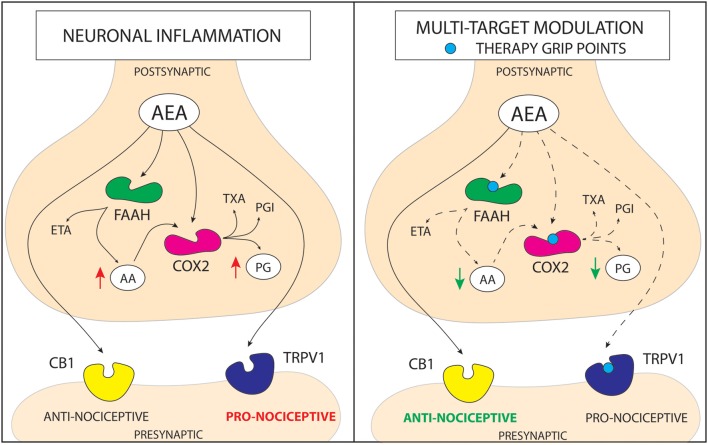 Schematic representation of a mechanism of action for cannabinoid based multi-target drugs. The novel strategy for the pain treatment is based on altering more than one enzymatic reaction and/or nociceptive pathway. Anandamide (AEA) is hydrolyzed into arachidonic acid (AA) and ethanolamine (ETA) principally by fatty acid amide hydrolase (FAAH). In addition to its hydrolysis by FAAH, AEA is metabolized by COX-2. On the other hand, COX metabolizes AA, leading to increase in pro-inflammatory prostaglandins (PG). AEA can act on transient receptor potential cation channel subfamily V member 1 (TRPV1) activating pro-nociceptive pathways or through cannabinoid receptor 1/2 (CB1/2) pathway leading to alleviation of pain. Although, in the molecular stress conditions elevation of AEA occurs, FAAH and COX quickly metabolize it. Therefore, there are three pathways that may increase anti-nociceptive properties of AEA; (1) inhibition of FAAH enzyme, that leads to an increase in AEA level and a decrease in AA level; (2) inhibition of COX enzyme, that leads to an increase in AEA level and a decrease in PG level; (3) antagonism of TRPV1 receptor, which prevents activation of pro-nociceptive pathway by AEA. Action on more than one molecular target lowers the redundancy of the system and may lead to obtaining more stable and robust response in pain alleviation. (PGI—prostacyclins; TXA—thromboxanes).
