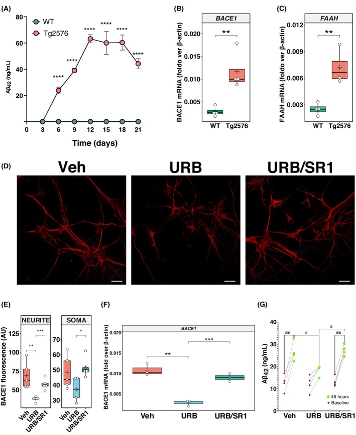 Effects of URB597 and SR141716A on BACE‐1 expression and Aβ42 release in primary Tg2576 neurons. (A) Time course quantification of Aβ42 levels in the supernatants of primary neuron cultures from postnatal wild‐type (WT) and Tg2576 mice. Results are presented as the mean ± standard deviation (SD) from four independent experiments. Differences among the genotypes at each time were assessed using a two‐way ANOVA followed by post hoc multiple t‐tests with Sidak's correction for multiple comparisons (****P < 0.0001 versus WT). (B) Boxplots showing mRNA expression levels of β‐site APP cleaving enzyme 1 (BACE1) in neurons isolated from WT (n = 4) and Tg2576 mice (n = 4), measured as fold changes over β‐Actin. Asterisks represent statistical differences between groups calculated using an unpaired t‐test (**P < 0.01). (C) Boxplots showing mRNA expression levels of fatty acid amide hydrolase (FAAH) in neurons isolated from WT (n = 4) and Tg2576 mice (n = 4). Asterisks represent statistical differences between groups calculated using an unpaired t‐test (**P < 0.01). (D) Upper panel reports immunostaining showing BACE1 expression (BACE1), in primary neurons, Tg2576 was either treated for 48 h with 5 μm URB597 alone (URB) or in combination with 0.1 μM SR141716A (URB/SR1) or vehicle (Veh). The images are representative of five independent experiments, and in each case, five fields were examined. Scale bars, 20 μm. (E) Boxplots illustrating the mean fluorescence values of BACE1 expression in neurites and somas, as obtained in five independent experiments. Differences among the three treatment groups were assessed using one‐way ANOVA followed by post hoc multiple t‐tests with Sidak's correction for multiple comparisons (*P < 0.05, **P < 0.01, ***P < 0.001). (F) Boxplot showing the mRNA expression levels of BACE1, measured as fold changes over β‐Actin, in the neurons of Tg2576 treated with Veh, URB, or URB/SR1. The results are representative of three independent experiments. Differences among the three treatment groups were assessed using one‐way ANOVA followed by post hoc multiple t‐tests with Sidak's correction for multiple comparisons (**P < 0.01, ***P < 0.001). (G) Quantification of Aβ42 levels in the supernatants of primary neuron cultures derived from postnatal Tg2576 mice (n = 4) at baseline and following 2 days of treatment with Veh, URB, or URB/SR1. Red symbols represent Aβ42 levels measured before treatment (baseline), and green symbols represent Aβ42 levels measured in the same neuronal cultures 2 days after treatment. Each pair of red and green symbols connected by a line corresponds to data obtained from the same culture well. Statistical differences between baseline and post‐treatment values were determined by paired t‐tests, while differences among the three treatment groups were assessed using one‐way ANOVA followed by post hoc multiple t‐tests with Sidak's correction for multiple comparisons. Asterisks indicate statistical significance (*P < 0.05; ***P < 0.001). In panels B, C, E, and F, the central line in each boxplot corresponds to the median (quartile 2, Q2), the plus symbol denotes the mean, and the box edges represent the 25th (Q1) and 75th (Q3) percentiles; whiskers extend to the most extreme data points within 1.5 times the interquartile range from the box.