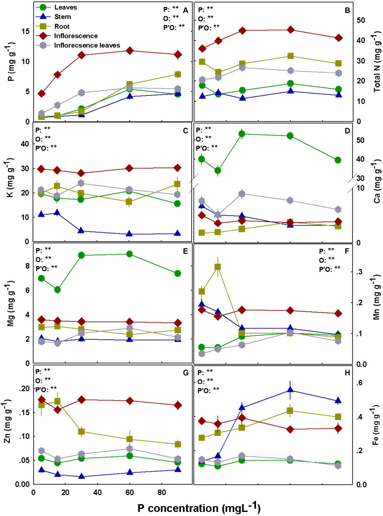Effect of P supply on nutrient concentrations in leaves, stems, roots and inflorescences in the medical cannabis cultivar DQ. P (A), N (B), K (C), Ca (D), Mg (E), Mn (F), Zn (G), and Fe (H). The presented data are averages ± SD (n = 5); the concentrations are in mg g DW–1. Results of two-way ANOVA indicated as **P < 0.05, F-test; NS, not significant P > 0.05, F-test. In the ANOVA results, P, phosphorus; O, organ; and P*O, the interaction between P and O.