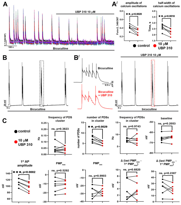 The role of GluK1-containing KARs in paroxysmal activity: (A) UBP310, an antagonist of GluK1/GluK3-containing KARs, affects bicuculline-induced synchronous [Ca2+]i oscillations; (A′) The diagrams showing the values of the [Ca2+]i oscillation amplitude and frequency before (black dots) and after (red dots) UBP310 application; paired t-test, p < 0.01 (**); (B) The effect of UBP 310 on the bicuculline-induced PDSs; (B′) The enlarged PDSs marked with a dashed line in panel (B); (C) The diagrams showing the values of different parameters of single PDSs and PDS clusters before (black dots) and after (red dots) UBP310 application; paired t-test, p < 0.01 (**), p < 0.001 (***).