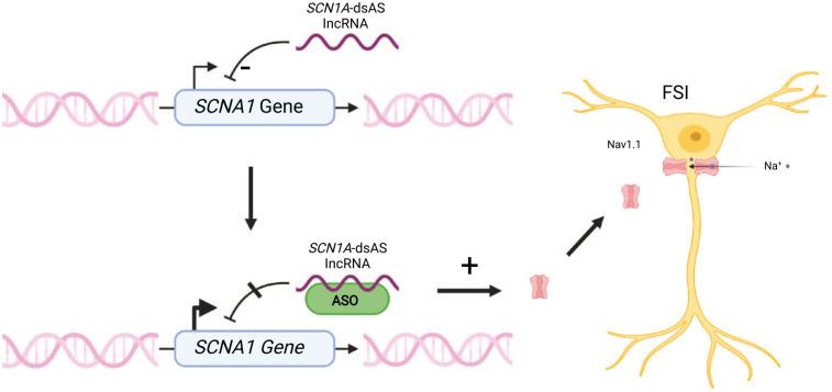 Precision medicine in Dravet syndrome by targeting SCN1A-dsAS with an antisense oligonucleotide (ASO). SCN1A-dsAS is an antisense long noncoding RNA negatively correlated with the expression of SCN1A in human brain tissue. It seems to inhibit transcription of SCN1A. An ASO directed against this long noncoding RNA leads to enhanced expression of wild-type SCN1A and increases the expression of Nav1.1 on fast-spiking inhibitory interneurons (Hsiao and others 2016). FSI = fast-spiking GABAergic interneuron. Figures were created using BioRender©.