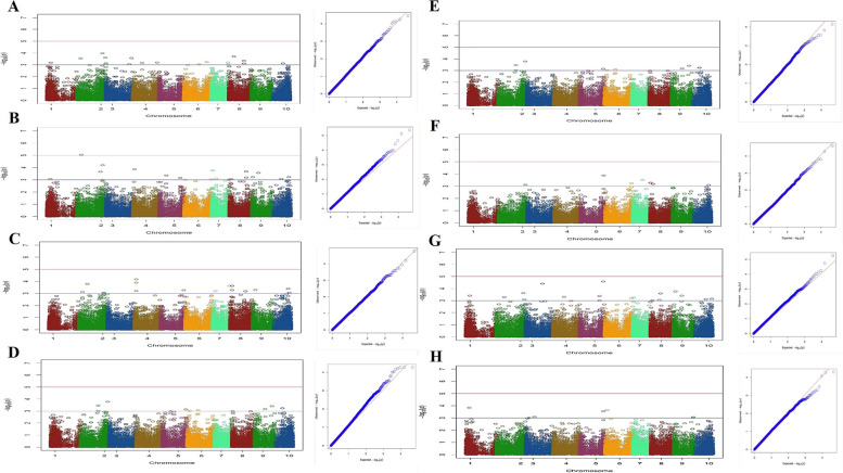 Manhattan plots (left) and quantile–quantile plots (right) of association analysis for traits: (A) H (B) nN (C) Li (D) iL (E) DTF (F) DT50 (G) FD and (H) nL in studied Iranian cannabis collection