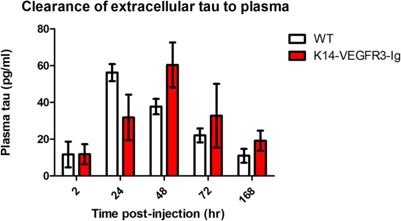 K14-VEGFR3-Ig mice show delayed clearance of extracellular tau to the plasma after intra CNS injection. 4-6mo old WT (n = 6; 3 males, 3 females) and K14-VEGFR3-Ig mice (n = 5; 3 males, 2 females) were injected with anti-tau antibody HJ 8.5 to stabilize tau entering the plasma from the CNS to allow for its measurement. An hour later recombinant monomeric human tau was injected in the hippocampus and blood was collected at time points indicated. Plasma tau was measured using the ultrasensitive Simoa HD1-Analyzer platform. Though the overall difference between tau for the two mouse groups was not significant (p = 0.6766), the interaction between the two mouse groups over time was significant (p = 0.0191). Plasma tau peaks earlier in WT mice compared to K14-VEGFR3-Ig mice (24 vs 48 h). Amount of plasma tau is significantly higher in K14-VEGFR3-Ig mice at 48 h compared to WT mice (p = 0.0260), indicative of delayed clearance of tau due to impaired lymphatics. Data was analyzed by mixed effects linear model. Akaike’s AIC was used to evaluate 15 covariance structures to determine the best fit model for this analysis. Least square estimates of the differences between the two mouse groups at each time period were used to compare the trajectory of response over time