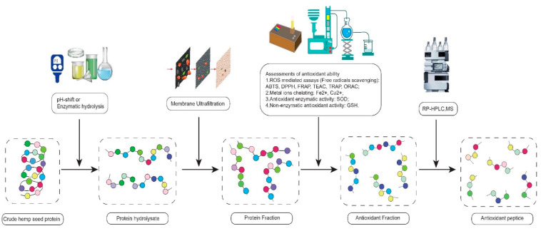 The experimental flow chart of isolation of antioxidant peptides.