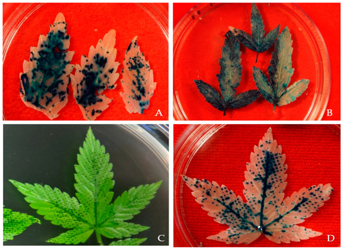 Effect of wounding on GUS gene expression. Histochemical GUS assays were performed on transformed explants of Cannabis sativa L. Explants were transformed with the binary vector pCAMBIA1304 (1) via Agrobacterium tumefaciens. Explants were co-cultivated for 3 days with Agrobacterium, followed by histochemical staining for GUS activity. The dark blue staining indicates GUS activity in the various explants. The experiments were repeated three times with similar results. Three-week-old fully expanded and physically wounded by (A) using a hypodermic 23-gauge needle; (B) sonicated for 30 s twice with a 15 s interval; (C) physically pressing with 60 μM screen; (D) dark blue GUS staining in 3-week-old leaf tissues.