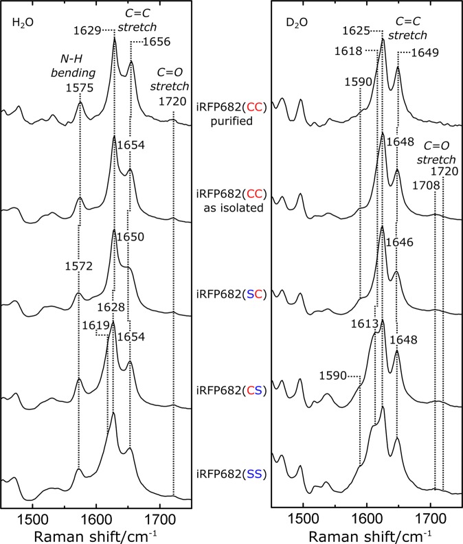 Resonance Raman (RR) spectra of the investigated iRFP constructs in the marker region from 1450 to 1750 cm−1. Left panel: spectra recorded in H2O buffer, right panel: D2O buffer. The characteristic modes corresponding to the C=C and C=O stretching modes as well as the (ring B,C) N-H in-plane bending mode are labeled. Band assignment was performed according to previous studies25,26. For full spectra, see Supplementary Fig. S4.