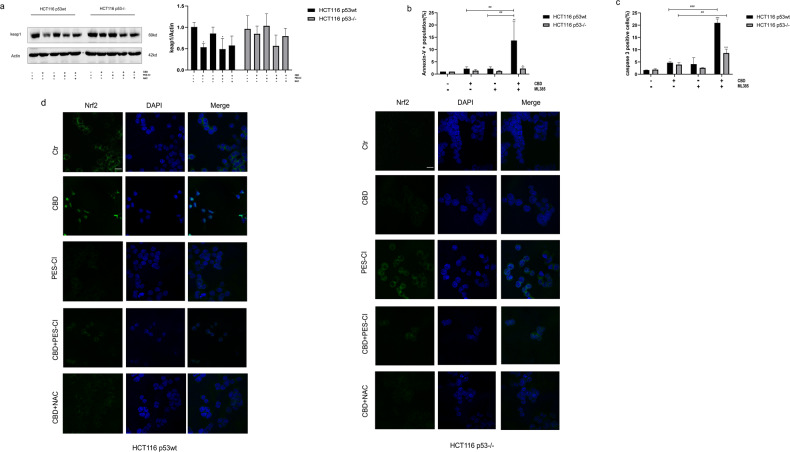 p53-associated oxidative stress activates the keap1-Nrf2 pathway.a Immunoblot of keap1 and Actin. A quantification of the keap1: actin ratio is shown in the adjacent bar chart. b, c Inhibition of Nrf2 by ML385 (5 uM, 24 h) enhances the antitumoral effect of CBD via an increase in apoptosis in p53wt cells, whereas only a moderate effect is observed for p53 knockout cells. Statistical differences of each group were evaluated by comparing the control (*p ≤ 0.05, **p ≤ 0.01 and ***p ≤ 0.001) or to the other group (#p ≤ 0.05, ##p ≤ 0.01 and ###p ≤ 0.001). One-way ANOVA was used. All data are representative of three independent experiments. d HCT116 p53wt and p53−/− cells stained for Nrf2 after different treatments as determined by confocal microscopy (Scale bars: 25 μm).