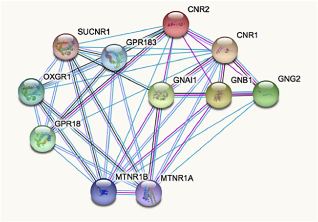 Interactions involving the CB2R according to STRING database for functional protein association networks. Abbreviations/gene products are: CNR2, CB2R; CNR1, CB1R; MTNR1A/1B, Melatonin GPCRs 1A/1B; OXGR1, Alpha-ketoglutarate receptor (a GPCR); SUCNR1, Succinate receptor 1 (a GPCR); GPR18 and GPR183 are orphan GPCRs; GNAl1, Guanine nucleotide-binding protein G(i) subunit alpha-1; GNB1, Guanine nucleotide-binding protein G(i) subunit ß-1; GNG2, Guanine nucleotide-binding protein Gi/Gs/Go subunit gamma-2.