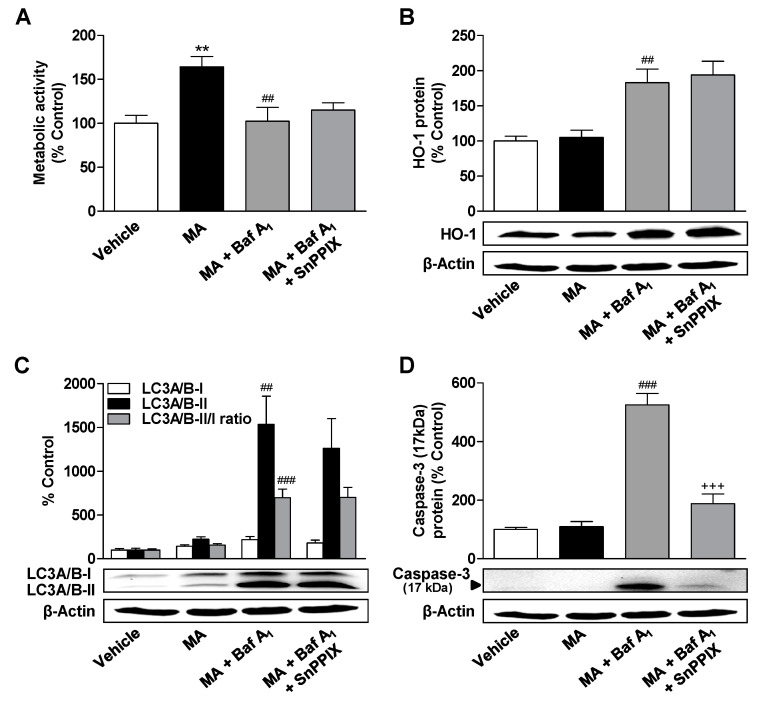 Effects of HO-1 inhibition on bafilomycin A1-induced changes in metabolic activity, HO-1 expression, autophagy, and apoptosis of MA-treated ADMSCs. ADMSCs were pretreated for 30 min with the autophagy inhibitor bafilomycin A1 (Baf A1; 100 nM) and the HO-1 inhibitor SnPPIX (25 µM), and after subsequent addition of MA (3 µM) or vehicle, the cells were co-incubated with the substances or vehicles for 24 h. Subsequently, the cells were analyzed for their metabolic activity (A), the expression of HO-1 (B) and LC3A/B-I/II (C), and the cleavage of caspase-3 (D). The protein expression values were normalized to β-actin. The same actin blot was used as control in (B–D), since the proteins analyzed in these Western blots were resolved on the same gel. The percentage control provides a comparison with the vehicle-treated group (set to 100%). The data represent mean values ± SEM of n = 6 (A) or n = 5 (B–D) different donors. ** p < 0.01 vs. vehicle control; ## p < 0.01, ### p < 0.001 vs. MA; +++ p < 0.001 vs. MA + Baf A1; one-way ANOVA with Bonferroni’s post hoc test.