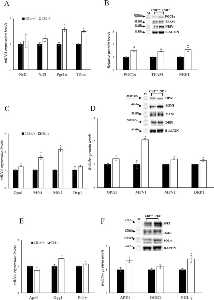 CB1 deletion affects biogenesis, fission, fusion, and mtDNA repair. (A), (C) and (E) mRNA expression of Nrf1, Nrf2, Pgc1α, Tfam, Opa1, Mfn1, Mfn2, Drp1, Ape1, Ogg1, Pol-γ in the liver of CB1+/+ and CB1−/− mice. The mRNA level was normalized to that of B-actin and Gapdh. (B), (D) and (F) Representative immunoblots of PGC1α, TFAM, NRF1, OPA1, MFN1, MFN2, DRP1, APE1, OGG1, POL-γ in the liver of CB1+/+ and CB1−/− mice. The protein level was normalized to that of B-ACTIN. Histograms show the results of densiometric analysis of immunoblots. All values are represented as mean ± SEM; (n = 5/group). Student’s t-test was used for statistical analysis. p < 0.05 was considered significant. *p < 0.05 vs. CB1+/+. Abbreviations: PGC1α, Peroxisome Proliferative-Activated Receptor Gamma Coactivator 1α; NRF1, Nuclear Respiratory Factor 1; NRF2, Nuclear Respiratory Factor 2; TFAM, Mitochondrial Transcription Factor A; MFN1, Mitofusin 1; MFN2, Mitofusin 2; OPA1, Optic Atrophy 1; DRP1, Dynamin-Related Protein 1; POL-γ, DNA Polymerase γ; OGG1, 8-Oxoguanine Glycosylase 1; APE1, Apurinic/Apyrimidinic Endonuclease 1.