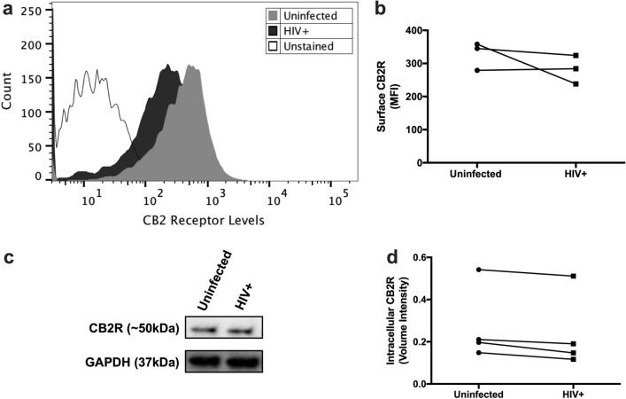 HIV-infected MDM keep expressing surface CB2R at day 12pi. MDM were labeled with a fluorescent CB2R monoclonal antibody (FL4 channel) conjugated with Alexa Fluor® 647 and then analyzed by flow cytometry. (a) Representative histograms of extracellular staining show significant differences in fluorescence intensities from HIV + (dark histogram) and uninfected (grey histogram) on the expression of CB2R compared with the nonfluorescent MDM (unshaded histograms to the left. (b) A graphic representation of surface CB2R levels per donor is shown. Panels a and b are representative of three different donors (n = 3). An unstained control was included as a technical negative control and is representative of 1 donor (n = 1). (c) Representative images of intracellular levels of CB2R and GAPDH expression using Western Blot. Images were cropped from the same blot after stripping and reprobing with a different antibody and were acquired using different exposure times. Full-length blots are presented in Supplementary Fig. 4 (d) A graphic representation of intracellular CB2R levels per donor is shown. Figures c and d are representative of four different donors (n = 4).