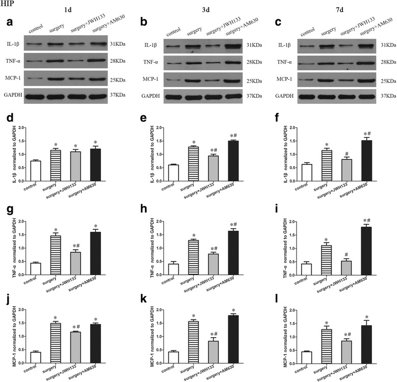 Surgery resulted in an increased expression of proinflammatory factors in the hippocampus. JWH133 treatment alleviated the surgery-induced upregulation of proinflammatory factors in the hippocampus, while AM630 aggravated it. Representative Western blotting bands show the expression of IL-1β, TNF-α, and MCP-1 in the hippocampus 1, 3, and 7 days after surgery (a–c). The expression of IL-1β, TNF-α, and MCP-1 were normalized to that of GAPDH as an internal control (d–l). The data are plotted as the mean ± standard error of the mean for each group (n = 3 per group). *p < 0.05 versus the control group, # p < 0.05 versus the surgery group