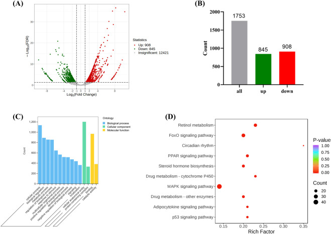 The expression of differentially expressed genes between the Model and the Control. ((A, B) are volcano and bar charts of differentially expressed genes, (C, D) are GO and KEGG annotation analysis of differentially expressed genes. (Model VS. Control).