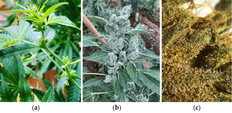 The cannabis staminate flowers (a) and pistillate flowers (b) with the trichome structures as the localization of cannabinoids and terpenes of Kees’ Old School Haze® (available at https://dutch-passion.com) (c).