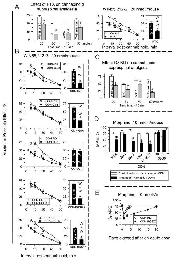 Neural-specific Gz proteins mediate supraspinal analgesic desensitization produced by CB1R and MOR agonists. A. Effect of Pertussis toxin (PTX) on the supraspinal analgesia produced by cannabinoid agonists. PTX injected icv to mice (0.5 μg) was given 6 days before the agonist [55]. Left panel: Open bars indicate controls; gray bars indicate mice treated with PTX. Right panel: The influence of PTX on the analgesic time-course of 20 nmol WIN55-212-2 and on its single-dose tolerance was studied. Either saline (S) or the priming dose of the agonist (W) was administered icv to mice. After 24 h, all groups received an icv test injection of WIN55,212-2 (S+W; W+W), and the analgesic effects were evaluated 10 min later. Values are mean ± SEM for groups of 8–10 mice. *Significantly different from the control group injected with saline instead of the priming dose of WIN55,212-2 and also receiving the test dose of agonist (S+W) (P < 0.05). B. Time-course for the supraspinal analgesic effects of WIN55,212-2 was evaluated in mice that had been subjected to different icv treatments. Reduction in the levels of certain proteins was attained using oligodeoxynucleotides directed against Gαq [51], Gαi2 [49,50], Gαz [49,50], RGS9 [48,52], and RGSZ2 [47]. ODN-RD stands for the control mismatched ODN. Values are mean ± SEM from groups of eight mice. *Significantly different from the control group injected with either saline or the corresponding control ODN (P < 0.05). The effect of these treatments on the single-dose tolerance produced by 20 nmol WIN55,212-2 was studied as described above. C. The analgesic effects of WIN55,212-2, THC, ACEA and methanandamide was studied in mice with impaired expression of Gαz subunits. D. A parallel study was carried out with morphine in mice subjected to the indicated treatments. Data corresponding to the peak effect of morphine at 30 min are shown. Findings from RGS9 knockdown mice are also shown at 60 min. Values are mean ± SEM from groups of eight mice. *Significantly different from the control group injected with saline (for PTX) or the corresponding control ODN (P < 0.05). E. Recovery from the acute analgesic tolerance produced by morphine in control mice and mice with reduced expression of RGSZ2 protein. For details see Fig. 1, lower panel.
