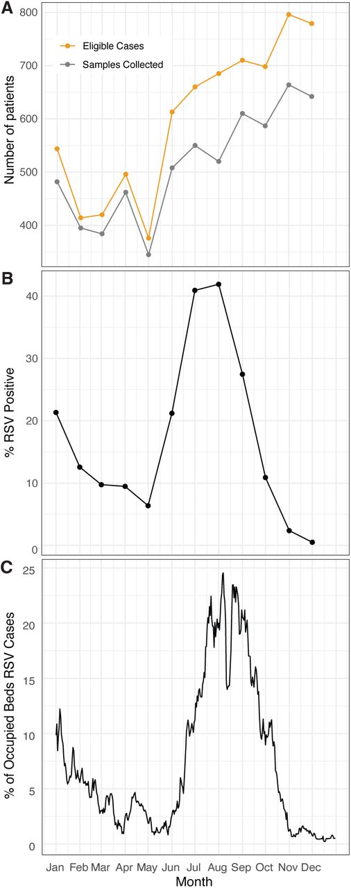 RSV Infections and Bed Occupancy in BSHI in 2019.A. The total number of patients enrolled into the study each month, and the number of samples collected from these patients. B. Percentage of RSV positive cases detected each month. C. Percentage of occupied beds with RSV positive cases across different months. The dip in bed occupancy seen in mid-August is because of Eid-ul-Adha holidays.