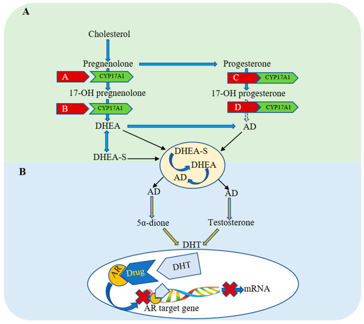 The schematic illustration demonstrates the: (A) Pharmacological inhibition of the production process of testostable 17. A1 gene. (B) Pharmacological inhibition of androgen receptor (AR) by competing with the prostate converted-adrenal androgens to dihydrotestosterone (DHT).