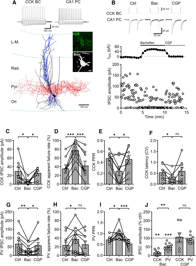Unitary IPSCs produced in CA1 PCs by identified CCK and PV BCs show differential presynaptic GABABR-mediated inhibition. a Reconstruction of a synaptically coupled CCK BC (soma and dendrites in black, axon in red) and CA1 PC (soma and dendrites in blue) pair. Inset, top, voltage responses elicited in the CCK BCs and the CA1 PCs to hyper- to depolarizing current steps (−500 to 500 pA, 50 pA steps, 500 ms duration). Note the regular-spiking phenotype of the CCK BCs. Inset, right, immunolabeling for CCK (in green pseudocolor) in the biocytin-filled soma of the BC (in gray). Pyr., stratum pyramidale; Ori., stratum oriens; Rad., stratum radiatum; L-M, stratum lacunosum-moleculare. b upper, representative pairs of action potentials elicited in the same CCK BC as in a (upper traces, suprathreshold current pulses of 1–2 nA, 1 ms duration, 50 ms interval) resulted in unitary IPSCs in the post-synaptic CA1 PC (lower traces) under control conditions (left panel), followed by sequential bath application of baclofen (10 µM, middle panel), and CGP (10 µM; right panel); baclofen and CGP traces are underlain by control traces (gray). b lower, Time-course plot of the postsynaptic whole-cell current (I WC; top) and unitary IPSC amplitude (lower) from the same CCK BC–CA1 PC pair over the course of the experiment, including the initial control conditions and following application of baclofen and then CGP to the bath. Summary bar charts of synaptic parameters for CCK BC–CA1 PC pairs (8 cells) under control conditions and during baclofen and CGP bath application: IPSC amplitude (c), apparent failures of transmission (d), paired-pulse ratio (e) and latency distribution (CV, f). g–i Bar charts of synaptic parameters for PV BC–CA1 PC pairs (11 cells) under control conditions, baclofen and CGP application: IPSC amplitude (g), failure rate of IPSCs (h) and the paired-pulse ratio (i). j Summary bar chart of the normalized IPSC amplitudes for a comparison of baclofen-induced inhibition at CCK and PV BC synapses. CGP recovery is shown for both cell types. Statistics shown: ns P > 0.05, * P < 0.05, ** P < 0.01, *** P < 0.001, results from repeated measures ANOVA with Sidak’s multiple comparison test or Mann–Whitney tests (j), all data is derived from 8 CCK BC/CA1 PC and 11 PV BC/CA1 PC pairs