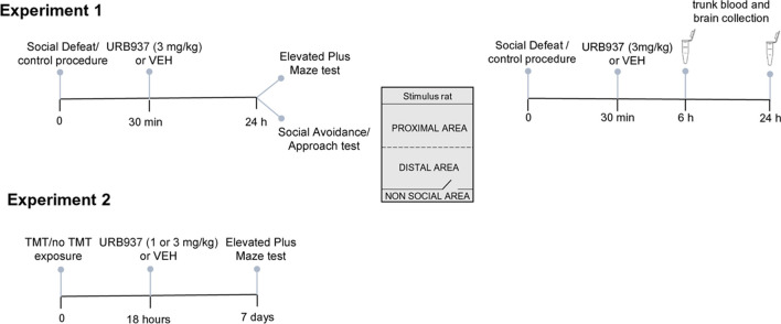 Timelines of experimental procedures. Abbreviations: TMT = 2,5-dihydro-2,4,5-trimethylthiazoline; VEH = vehicle