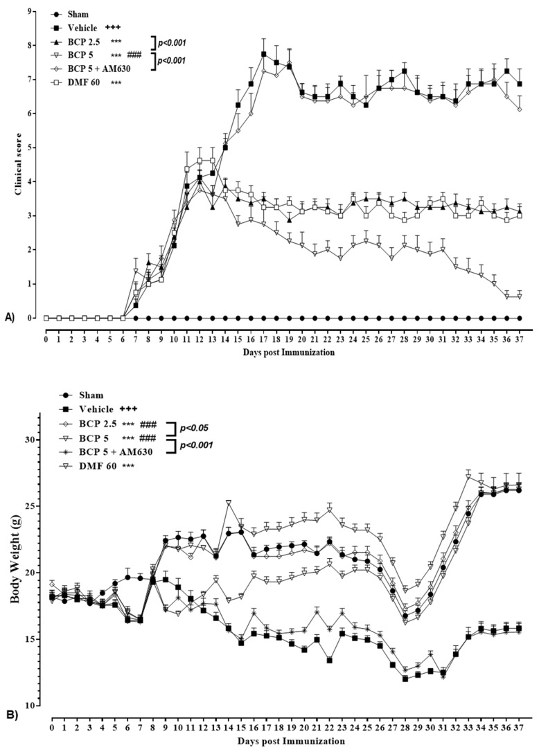 The effects of BCP treatment on body weight and clinical score of EAE mice; (A) The effects of DMF (60 mg/kg; 30 mg/kg twice a day; p.o.), BCP (2.5 and 5 mg/kg/day; p.o.), and the combination of a CB2 antagonist AM630 (1 mg/kg; i.p.) and BCP (5 mg/kg/day; p.o.) on the clinical score of EAE mice. (B) The effects of DMF (60 mg/kg; 30 mg/kg twice a day; p.o.), BCP (2.5 and 5 mg/kg/day; p.o.), and the combination of a CB2 antagonist AM630 (1 mg/kg; i.p.) and BCP (5 mg/kg/day; p.o.) on the body weight of EAE mice. Data were expressed as mean ± SEM, n = 8 for experiment protocols. A two-way ANOVA test was performed with the following Tukey’s multiple comparisons tests. (+) makes a comparison between the vehicle and sham groups, +++: p < 0.001.; (*) indicates the comparison with the vehicle group, ***: p < 0.001; (#) makes a comparison between BCP and the DMF group in each graph, ###: p < 0.001.