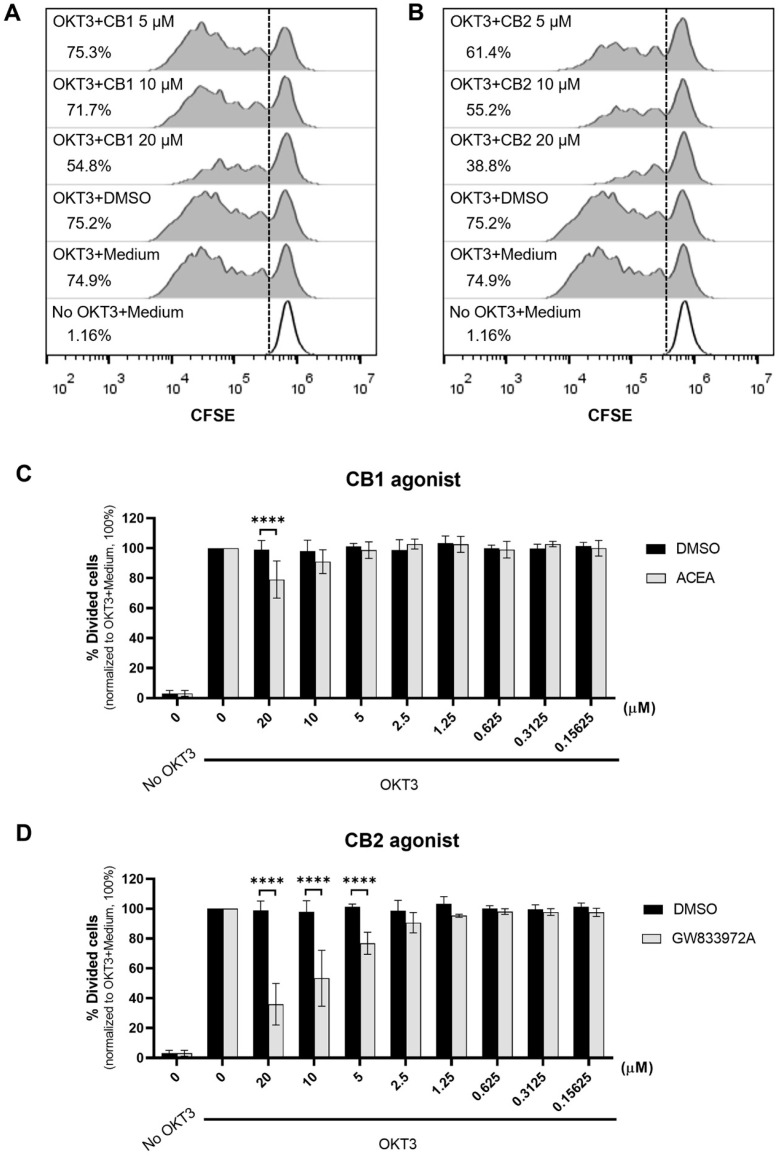 CB1 and CB2 agonists inhibit T cell proliferation. CFSE labeled PBMCs were activated with anti-CD3 mAb (OKT3) or kept unstimulated (No OKT3) in the presence of various concentrations of CB1 (ACEA) or CB2 (GW833972A) agonists or DMSO control (DMSO) for 5 days. The representative flow cytometric data of the CB1 agonist (A) and CB2 agonist (B) treatment and the relevant DMSO concentration for CB1 or CB2 agonists at 20 µM are expressed in histograms showing the percentage of divided cells in each condition, which was determined using a CFSE proliferation assay. The percentage of divided cells in the presence of the indicated concentrations of CB1 agonist (C) and CB2 agonists (D) compared with that in the DMSO control is shown in bar graphs as mean ± SD (n = 8 for 0, 20, 10, and 5 µM and n = 4 for other concentrations). Each individual datum was normalized relative to its medium control (OKT3 + Medium) as 100%. We used two-way ANOVA followed by Sidak’s multiple comparisons test for comparison; **** p < 0.0001.