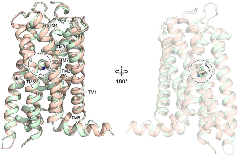 Superposition between the agonist (light green) and antagonist (light orange) conformations of hCB2R (PDB IDs 6KPC and 5ZTY, respectively). The transmembrane helices are labeled as TM1-8; residue Trp258 is reported as sticks and highlighted by a dashed circle. The rotation of Trp258 between agonist and antagonist structures is indicated by an arrow.