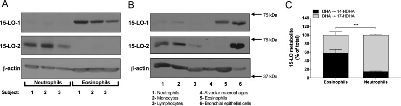 Differential expression of 15-LO-1 and -2 in human leukocytes.(A,B) Freshly isolated leukocytes were disrupted and analyzed by immunoblot for 15-LO-1, 15-LO-2 and β-actin as described in Materials and methods. The data from Panel A represent human neutrophils and eosinophils obtained from three subjects. Panel B is from one experiment that is representative of three independent experiments. (C) Neutrophils (5 × 106/ml) were incubated with 3 μM of DHA for 15 minutes. Incubations were stopped by the addition of 1 volume of a cold (-20°C) stop solution (MeOH containing 2 ng of LTB4-D4 and 15-HETE-D8). Samples were processed and analyzed for 15-LO metabolite and LTB4 production as described in Materials and methods. The data represents the mean (± SEM) of 4 separate experiments. A two-way ANOVA with Sidak’s multiple comparisons test was performed to obtain p values. *** p < 0.001.