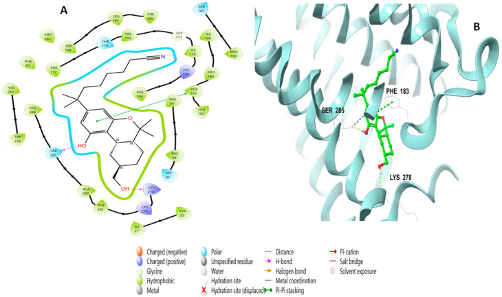 Putative binding mode of native agonist (PDB-ID: E3R) in the binding site of CB2 receptor (PDB-ID: 6KPF). E3R is displayed as green sticks. H bonds are displayed as yellow dotted lines and ionic bonds as blue dotted lines. (A) 2D depict; (B) 3D representation of CB2 complexed with E3R.